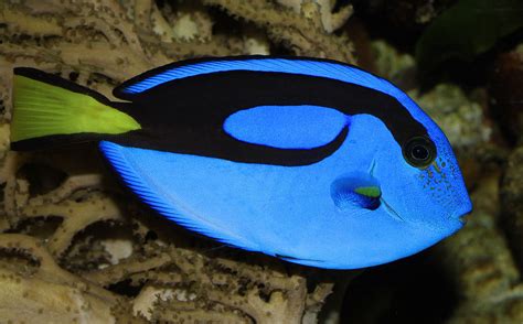 Poisonous sting of the blue tang, experiences and remedies for .